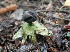 Geastrum pectinatum