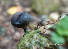 Geastrum pectinatum