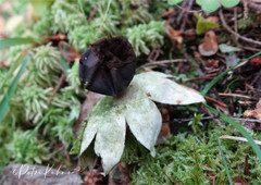 Geastrum pectinatum