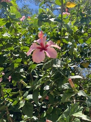 Hibiscus rosa-sinensis
