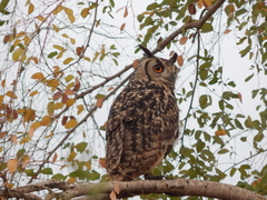 Bubo bengalensis