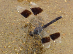 Brachythemis