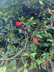 Hibiscus rosa-sinensis