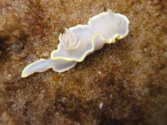 Glossodoris