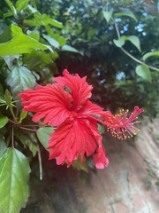 Hibiscus rosa-sinensis