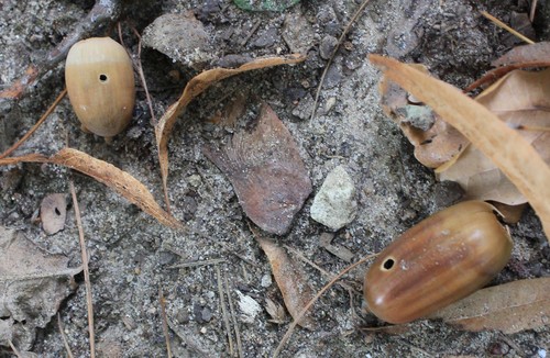 Acorn weevil