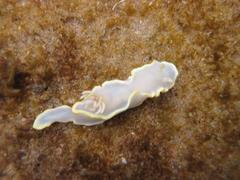 Glossodoris