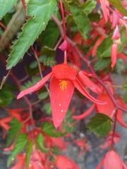 Begonia boliviensis