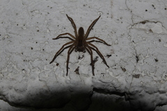 Cupiennius salei