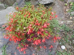 Begonia boliviensis