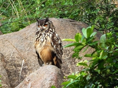 Bubo bengalensis