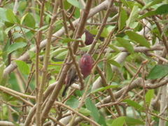 Lagonosticta rufopicta