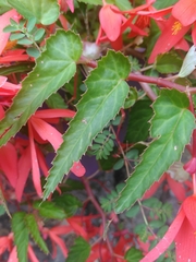 Begonia boliviensis