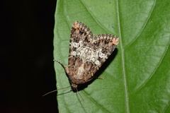 Omphalestra mesoglauca