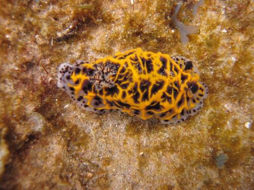Halgerda wasinensis
