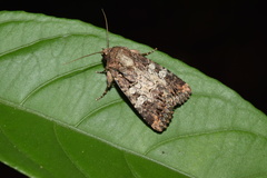 Omphalestra mesoglauca