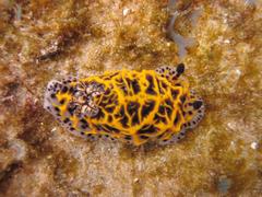 Halgerda wasinensis