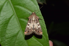 Omphalestra mesoglauca