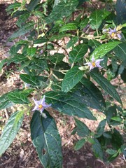 Solanum stelligerum