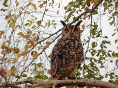 Bubo bengalensis