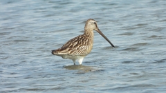 Limnodromus semipalmatus