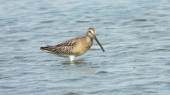 Limnodromus semipalmatus