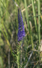 Veronica spicata bashkiriensis