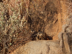 Bubo bengalensis