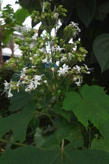 Clerodendrum infortunatum