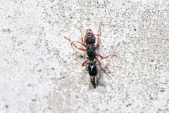 Rhytidoponera aspera