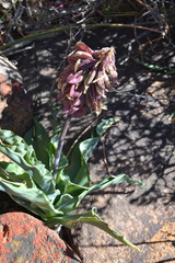 Veltheimia capensis