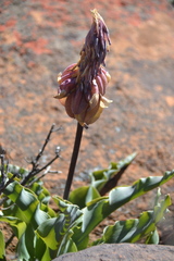 Veltheimia capensis
