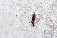 Rhytidoponera aspera