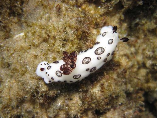 Jorunna funebris