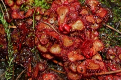 Drosera slackii