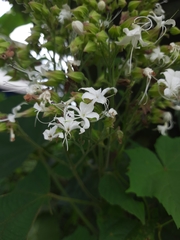 Clerodendrum infortunatum