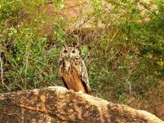 Bubo bengalensis
