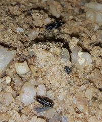 Tridactylidae