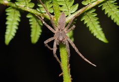 Ornodolomedes