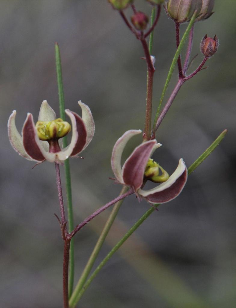 Schizoglossum linifolium