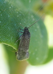 Leistomorpha brontoscopa