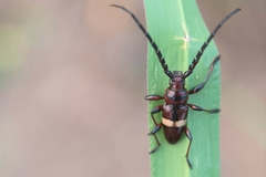 Lissonotus flavocinctus