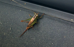 Conocephalus japonicus