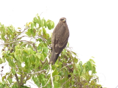 Milvus migrans parasitus