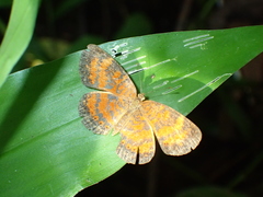 Mazia amazonica