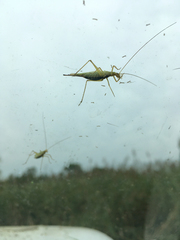 Oecanthus longicauda