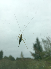 Oecanthus longicauda