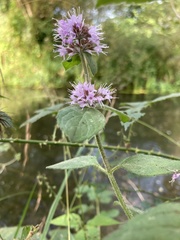 Mentha aquatica