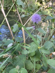 Mentha aquatica