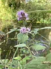 Mentha aquatica